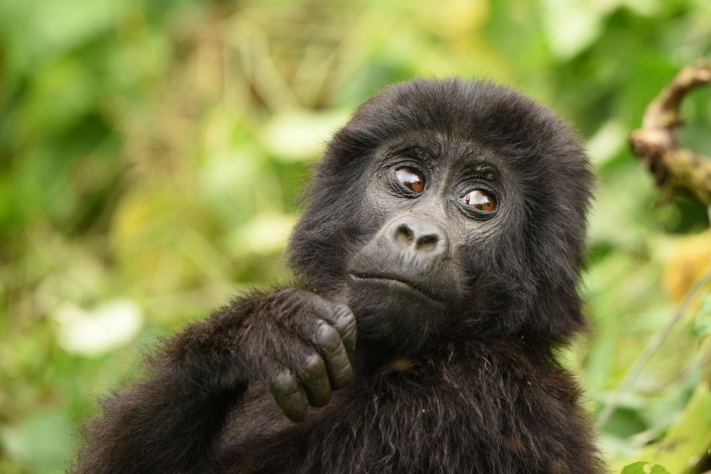Things to Do Before or After a Conference in Rwanda 2 Rwanda Pre-Conference Tours