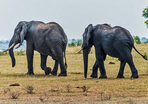 3 Days Queen Elizabeth National Park Safari from Kigali