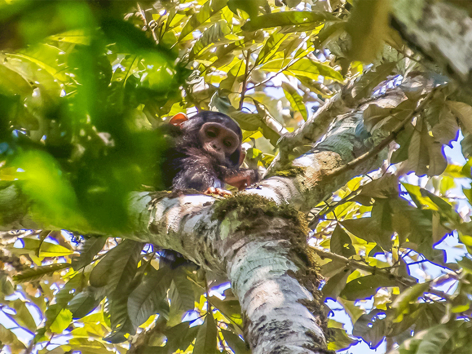 Chimpanzee trekking regions in Uganda