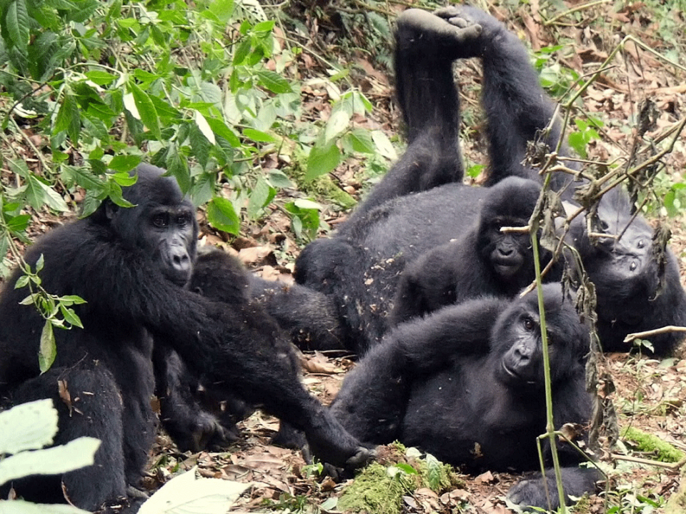 Group of Gorillas called?