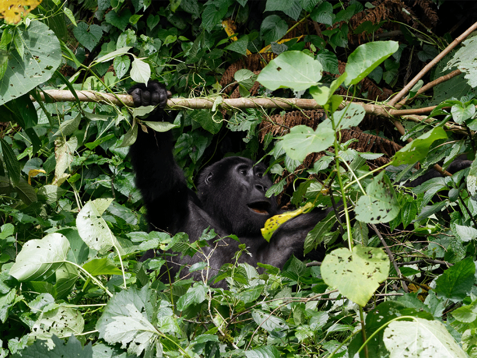Gorilla Tracking in Africa