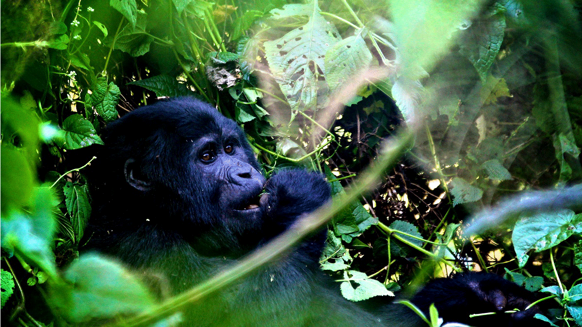 Is gorilla trekking in Uganda safe? 2 Is Gorilla Trekking in Uganda Safe
