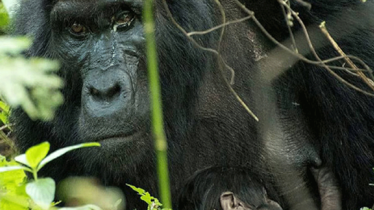 New Baby Gorilla in Mubare Family 2 New baby gorilla in mubare family