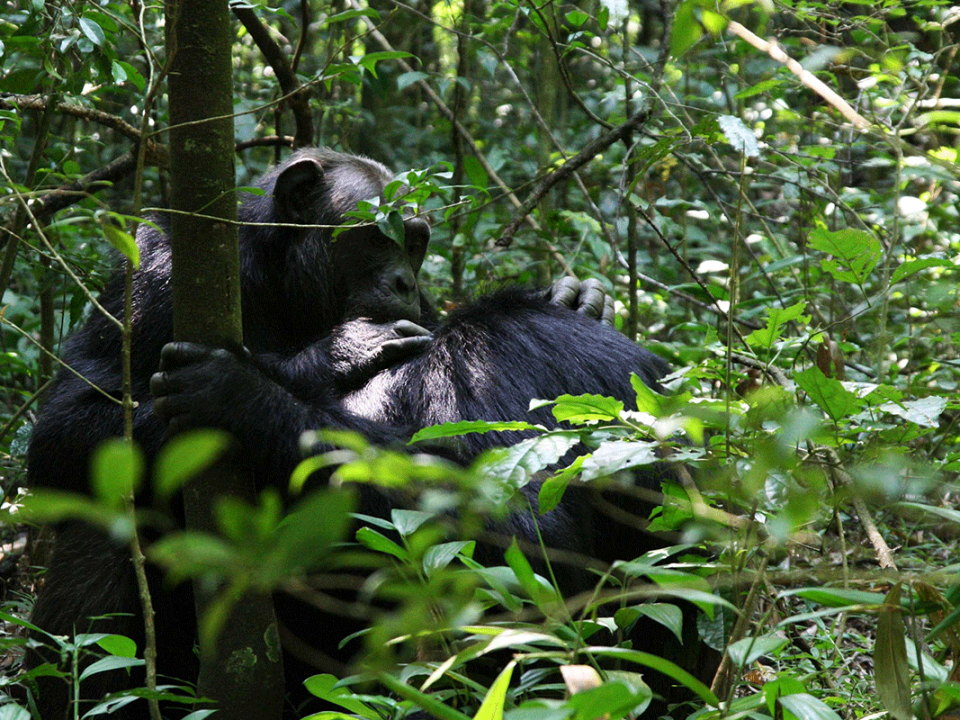 Price of Chimpanzee Permits - Chimpanzee Habituation Experience Permits