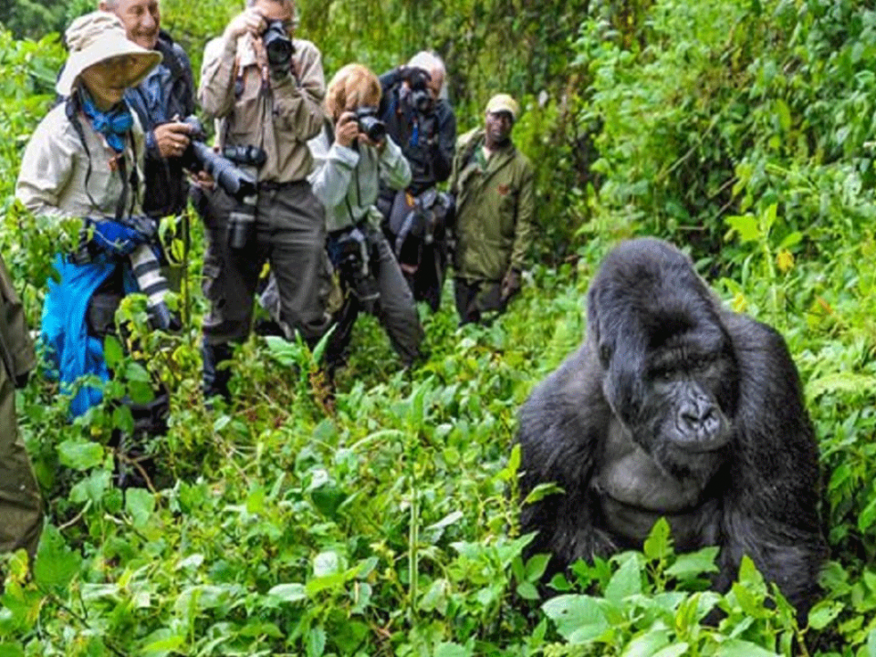 Silverback Gorilla Tracking