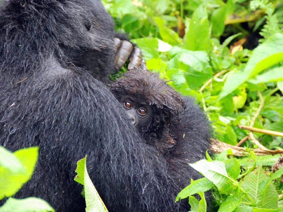 Rwanda & Uganda Low Season Gorilla Permits Safari offers