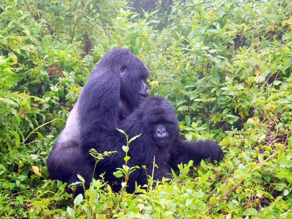 1-Day Gorilla Tracking Bwindi From Kigali 12 gGorilla trekking from kigali