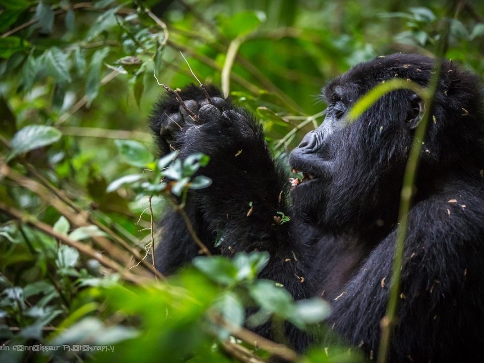Best region to trek gorillas in bwindi