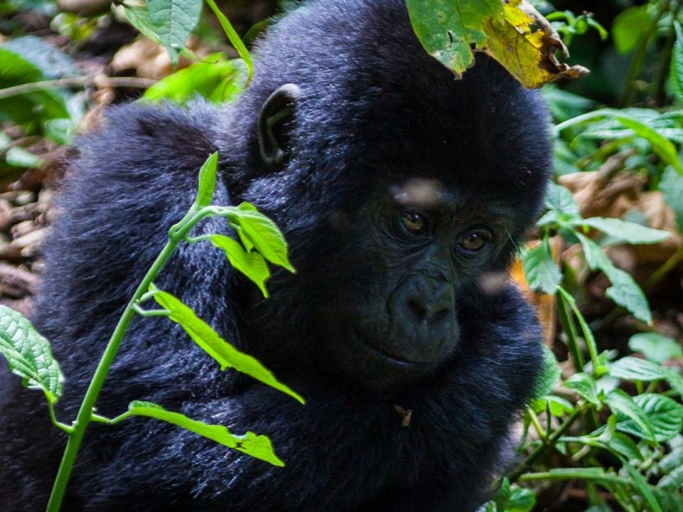 Ethical Gorilla Trecking