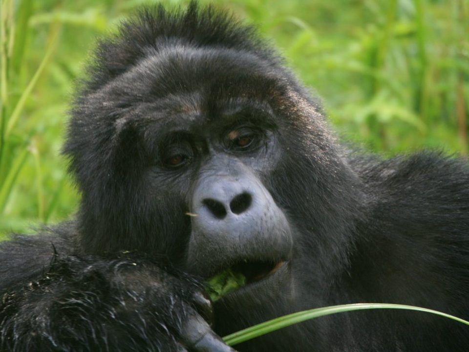 Gorilla Tracking for Elderly