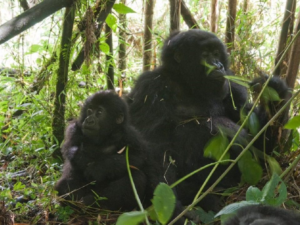 Gorilla Trekking in Rwanda