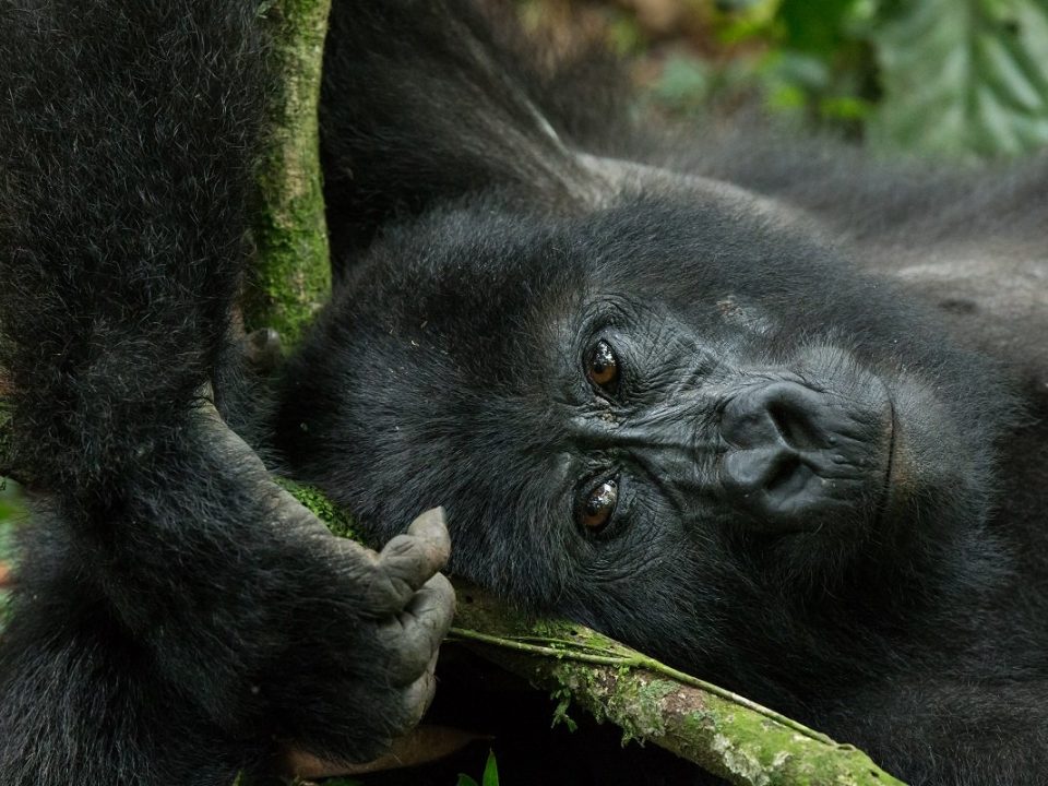Gorilla Trekking in Uganda