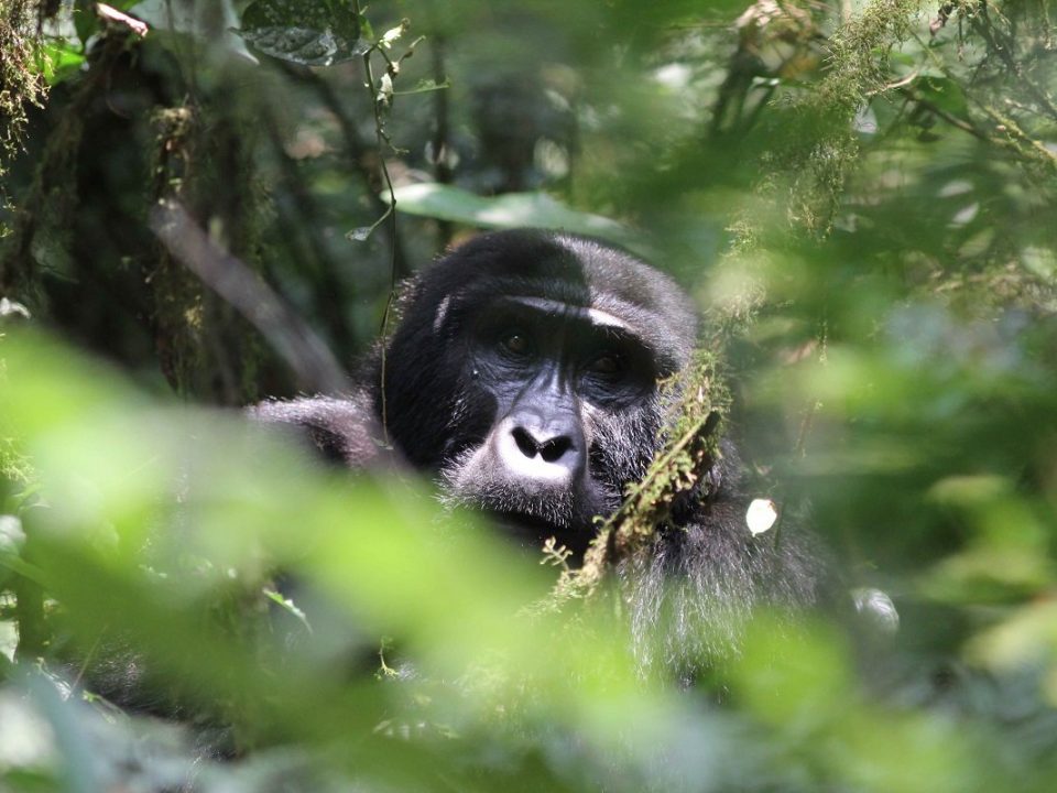 Buhoma sector in bwindi - buhoma