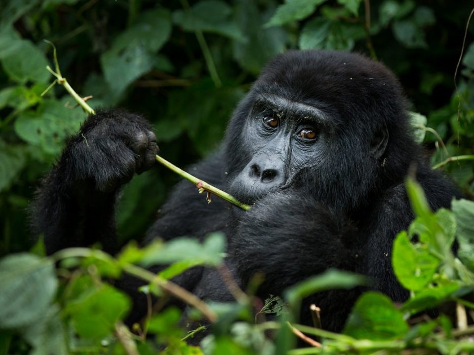 Visit Uganda in 2026 - 10 Days Best of Uganda Safari