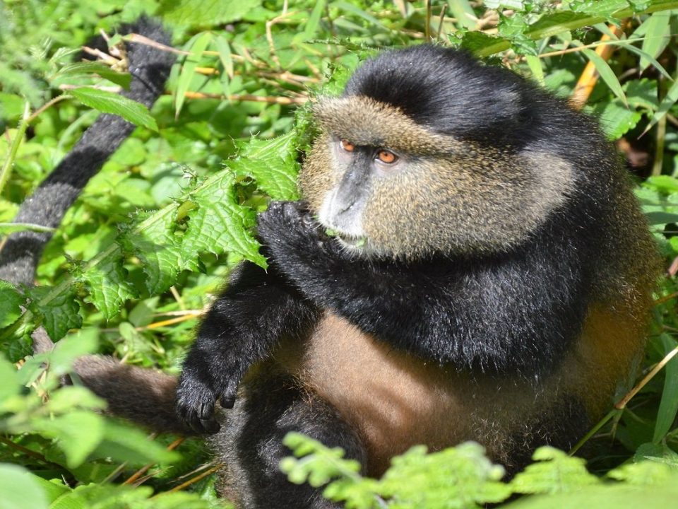 Golden monkey trekking