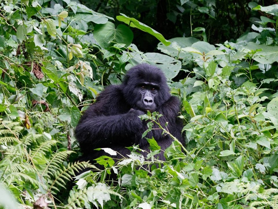 Gorilla Trekking in Rushaga