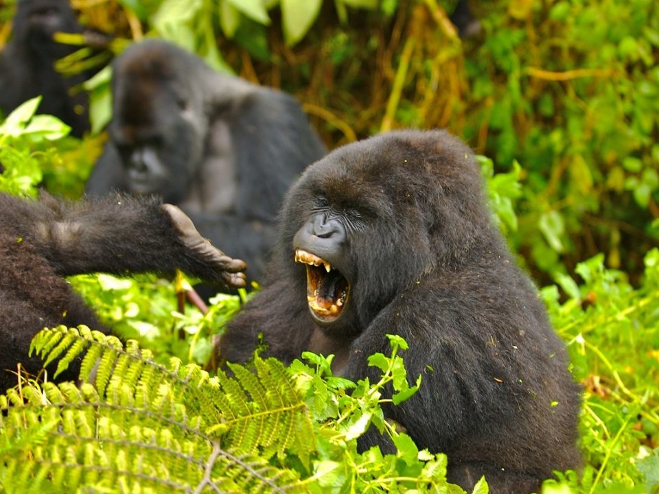Gorilla Habituation experience