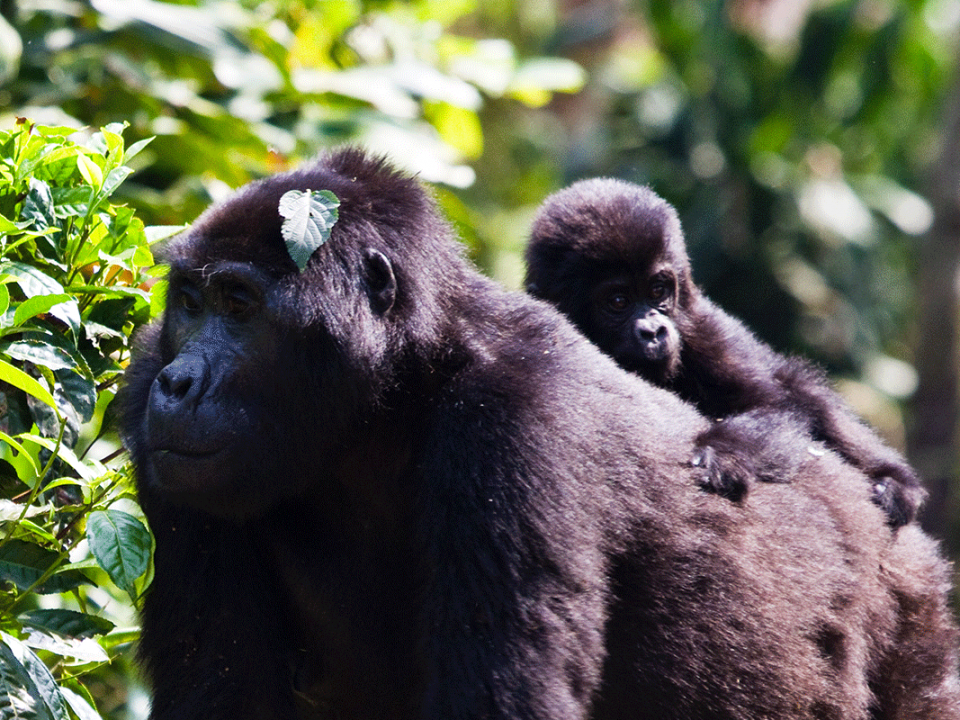 Gorilla-Families-in-Uganda