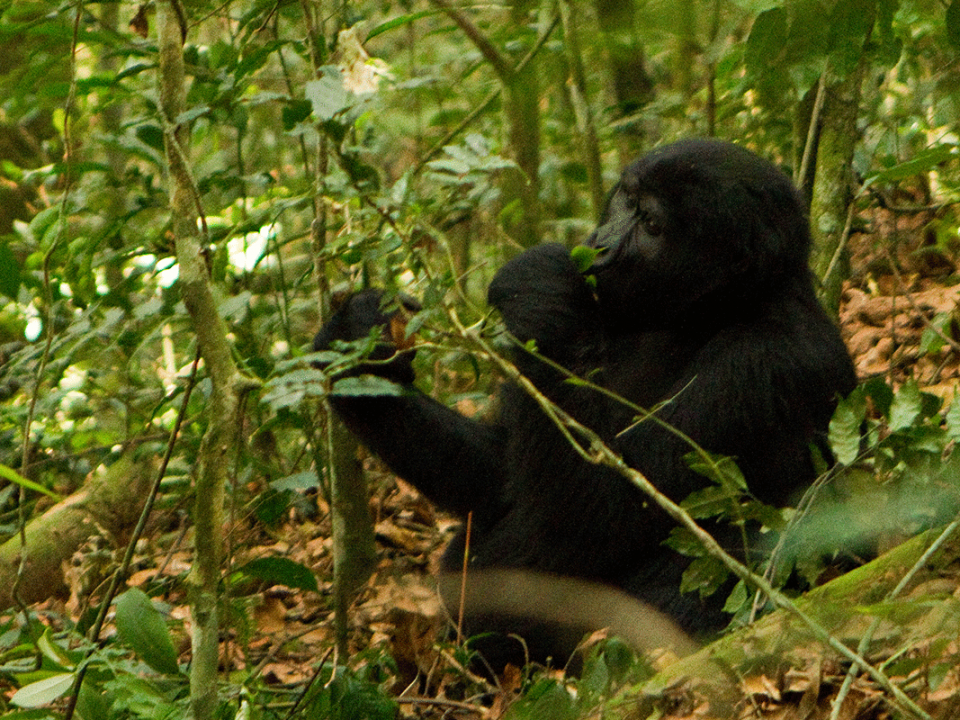 Gorilla Trekking 2020