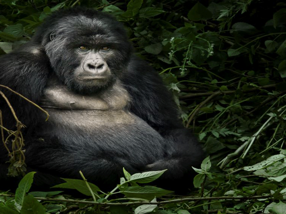 Gorilla Trekking in Congo