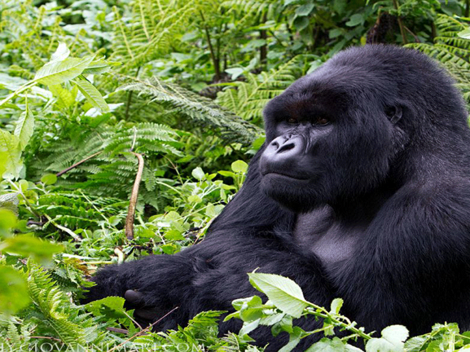 Rwanda Gorilla tracking