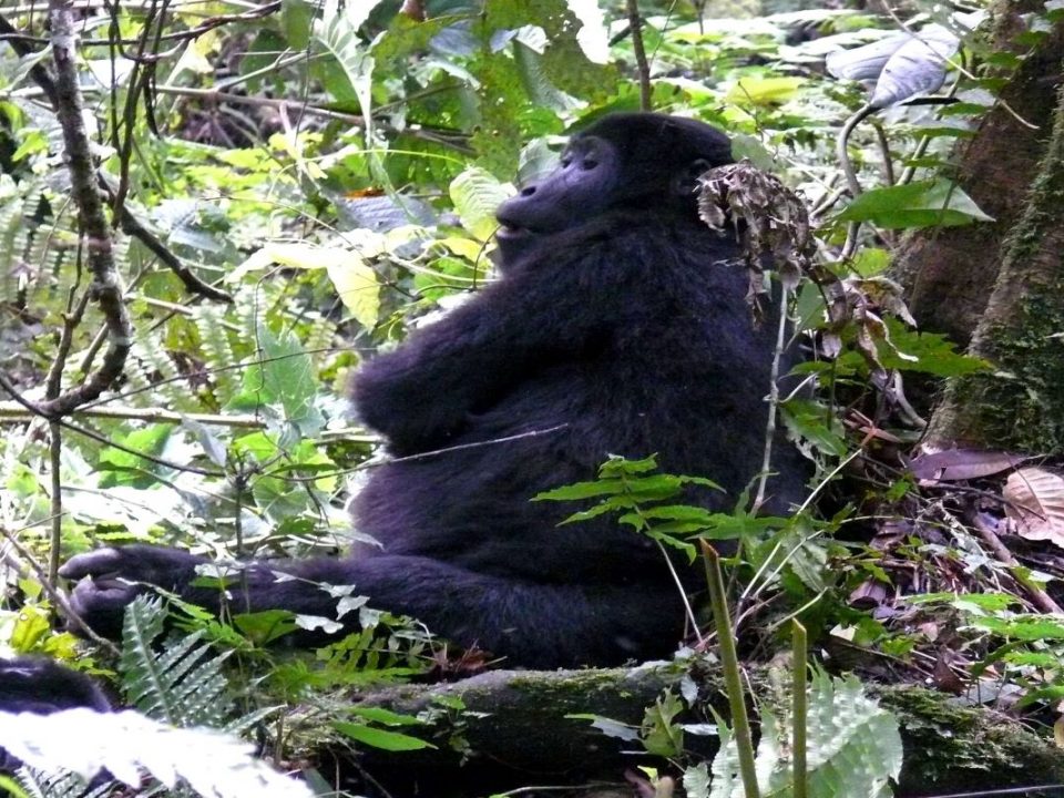 Uganda Facts about mountain gorillas