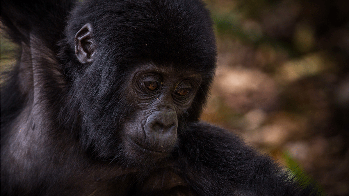 Rwanda Gorilla Tours for unfit Tourists 2 Rwanda Gorilla Tours for unfit Tourists