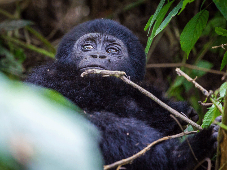 Uganda Gorilla - Uganda Safaris Beyond Gorilla Tracking