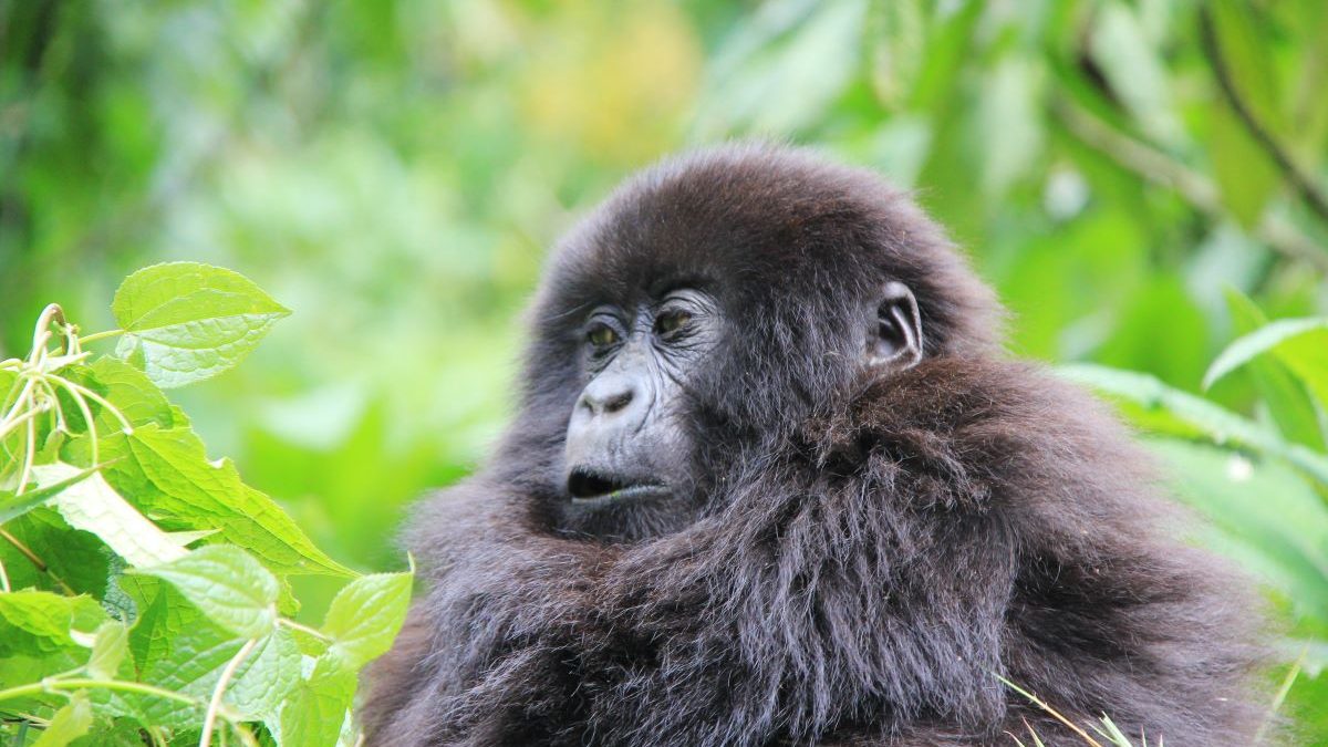 1 Day Gorilla Trekking Tour in Rwanda 2 Booking volcanoes gorilla permits - Gorilla Tracking Permit - Rwanda Discounted Gorilla Permits - 1 Day Gorilla Trekking Tour in Rwanda