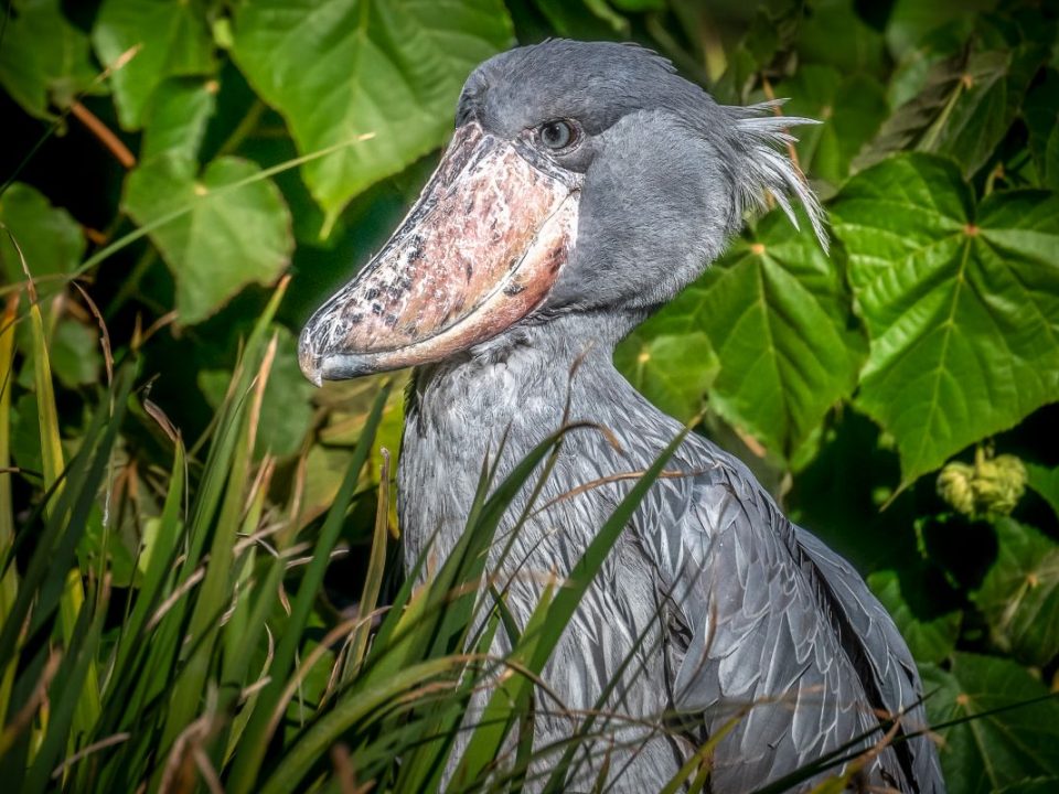 Uganda Birding Safari