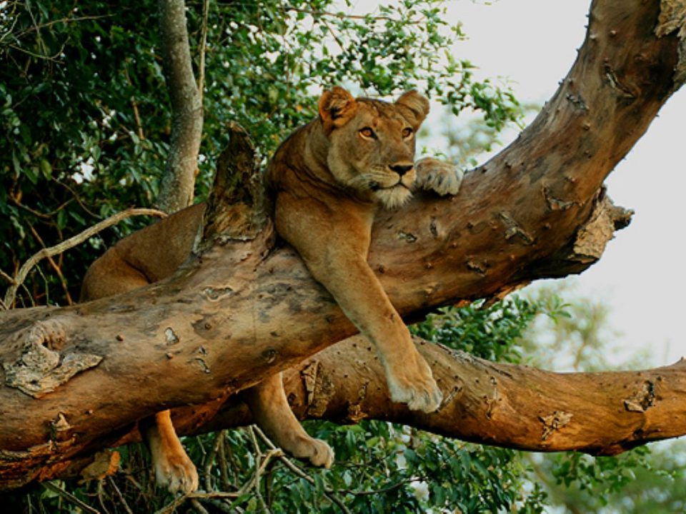tree climbing lion