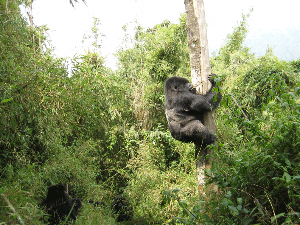 Gorilla-trekking Uganda-Rwanda