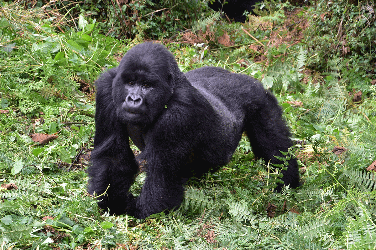 Gorilla Tracking