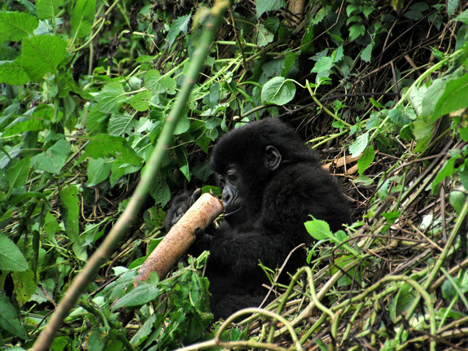 Mountain Gorillas in Africa