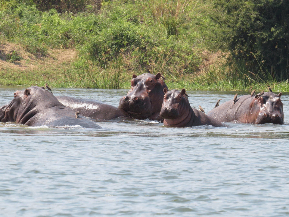 Best places to see hippos in Uganda