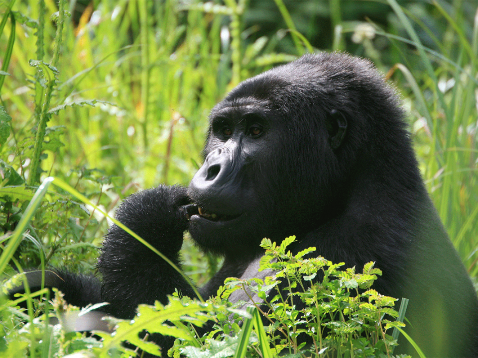 Budget Safaris - Luxury Uganda Honeymoon Safari