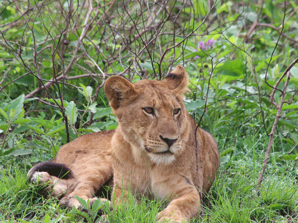 Lions in Uganda