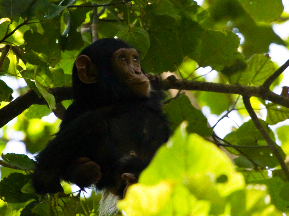 Fly-in chimpanzee tracking Safari