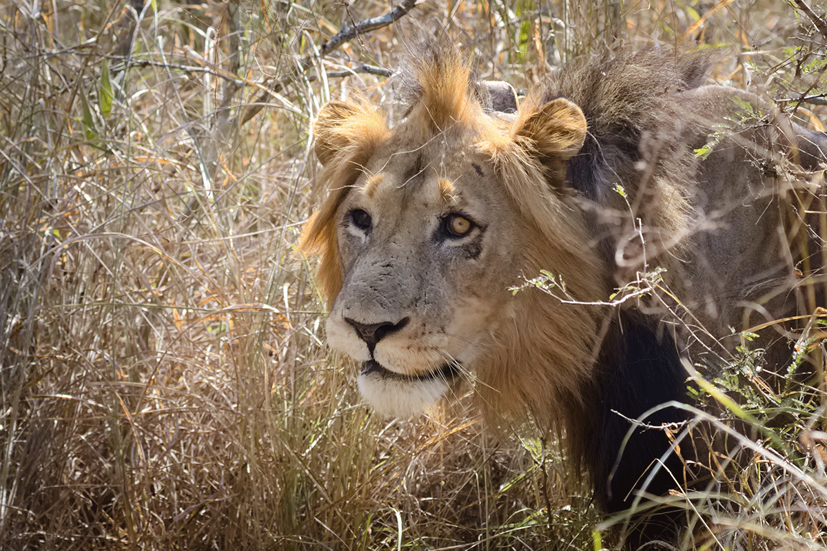 Things to Do Before or After a Conference in Rwanda 4 Akagera National Park wildlife safari landscape in Rwanda