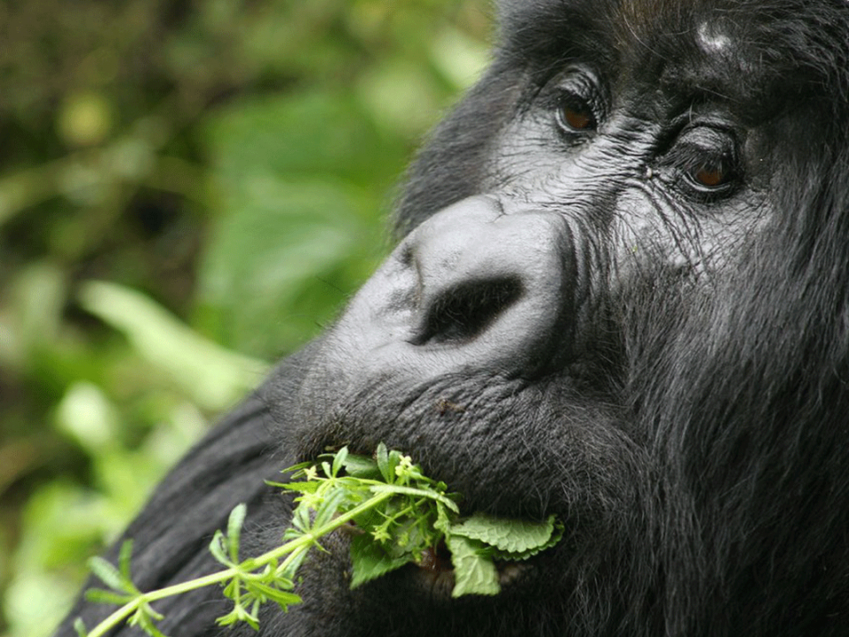 DR Congo - Gorilla Trekking Safari - Luxury Rwanda - 2 Days Gorilla Tour in Congo - Game Parks in Congo