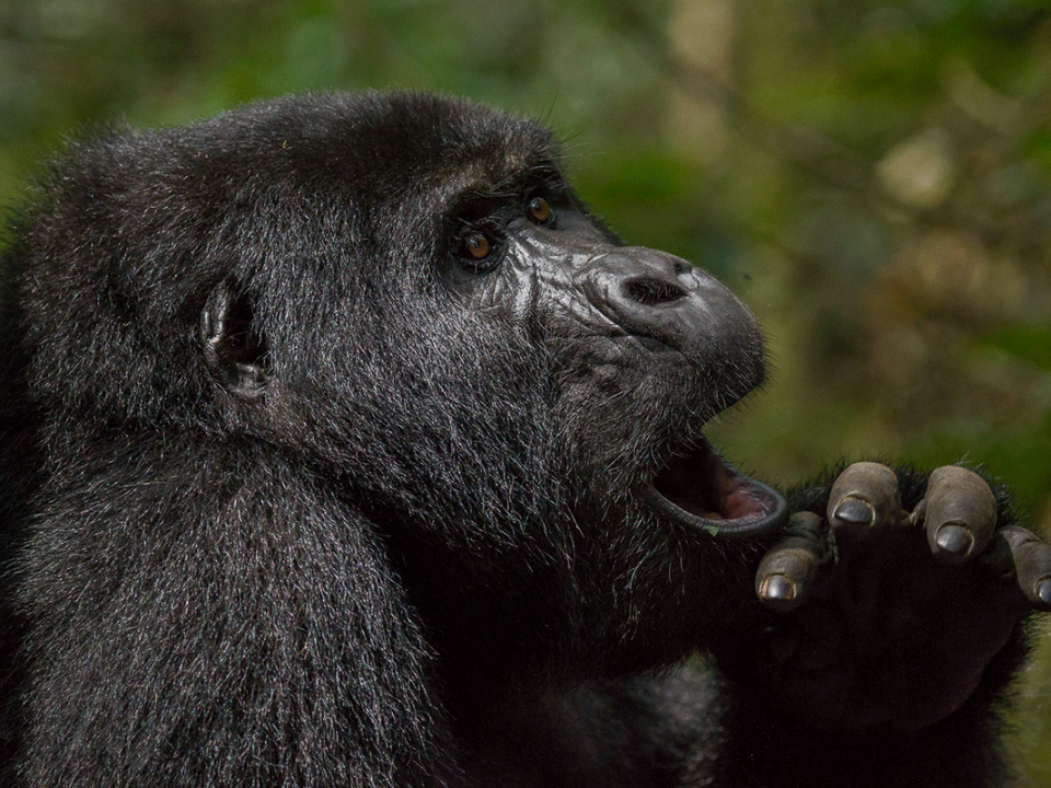 Uganda Safari in November