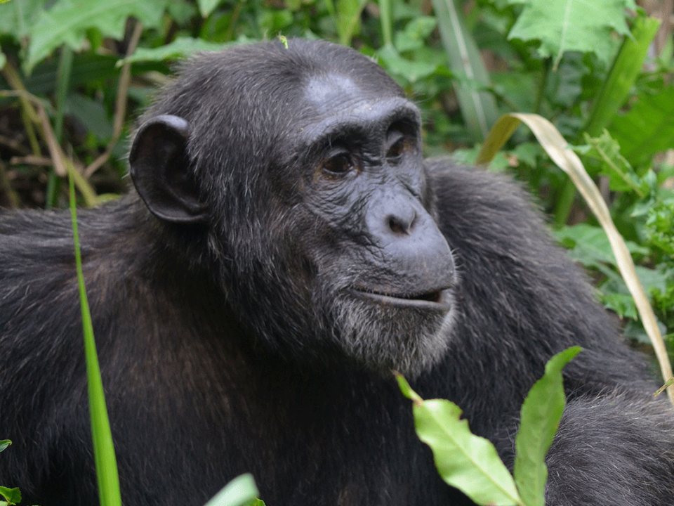 5 Days Safari in Uganda and Rwanda