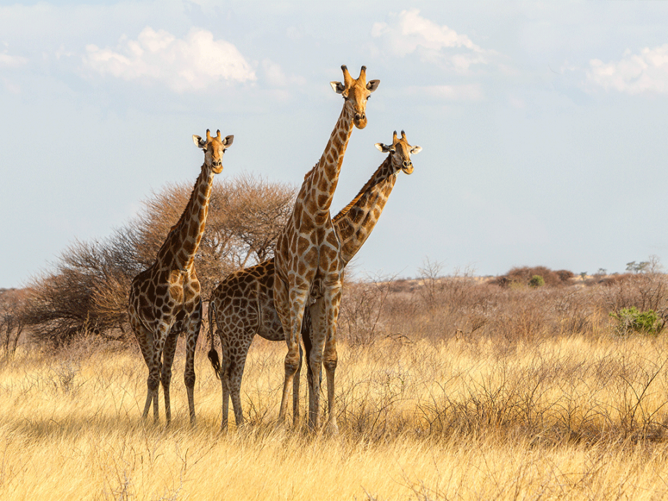 6Days Kidepo Valley and Ziwa Rhinos Safari