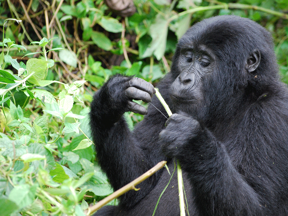 Student Gorilla Tracking - Gorilla Tracking Safari in June