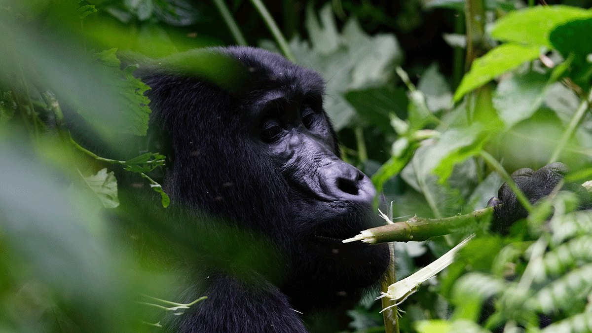 Rwanda Gorilla Filming Safaris 2 Rwanda Gorilla Filming Safaris