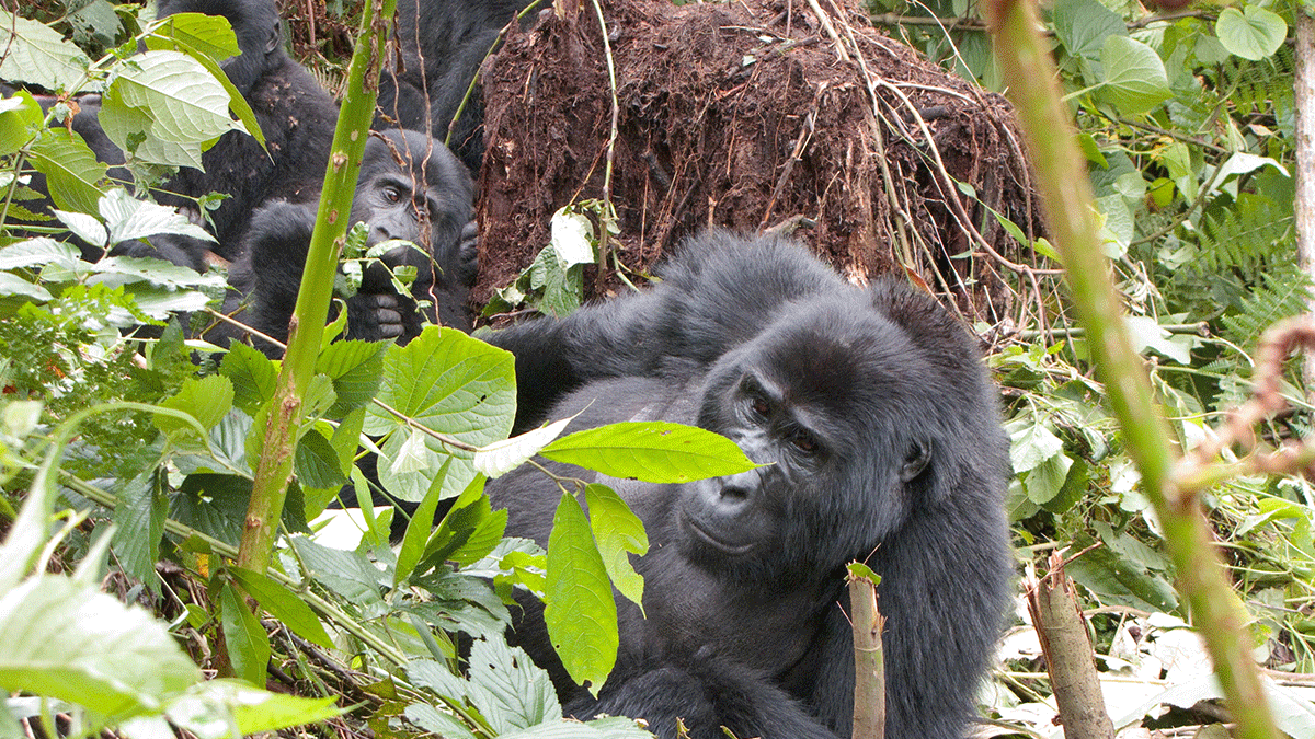 Nkuringo Gorilla