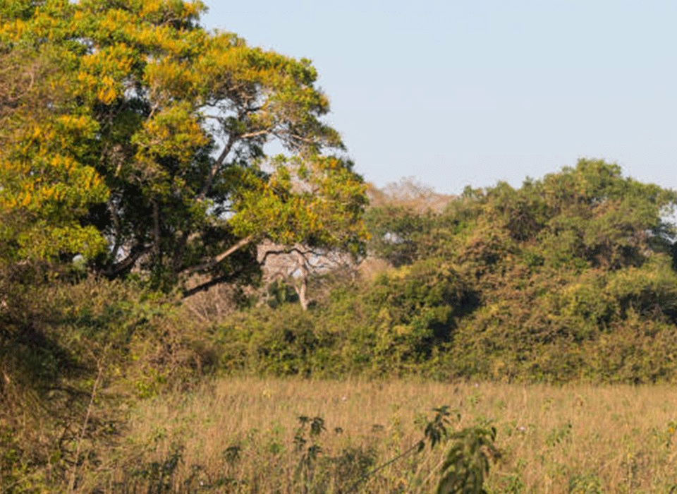Pian Upe Game Reserve