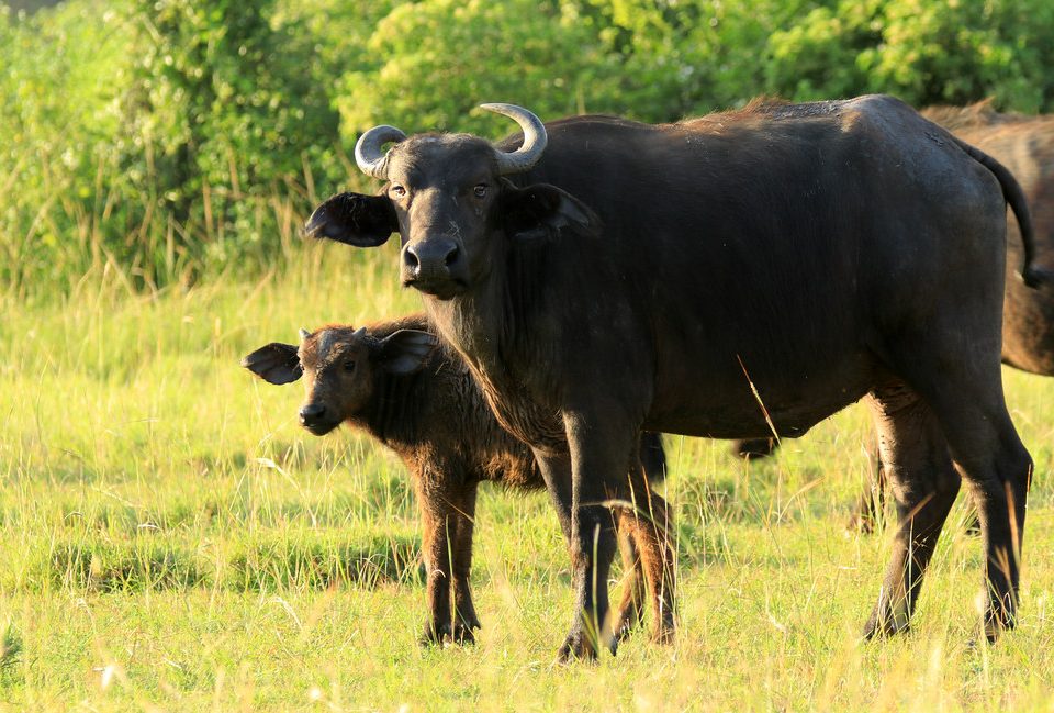 Queen Elizabeth National Park
