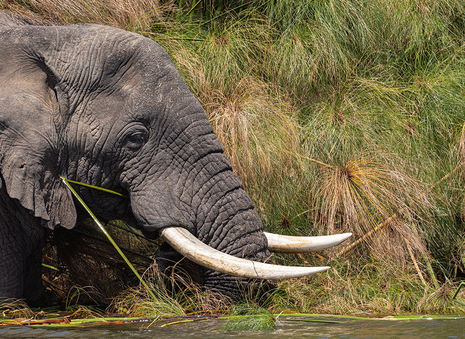 3 Days Akagera National Park