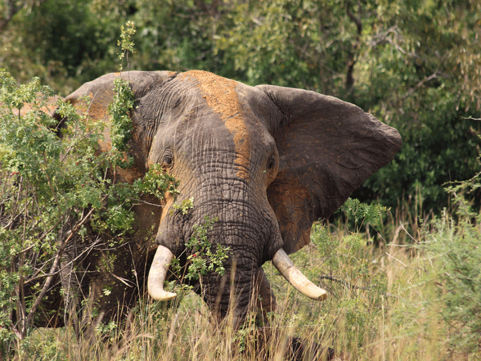 4 Days Uganda Safari - 8 Days Uganda Safari